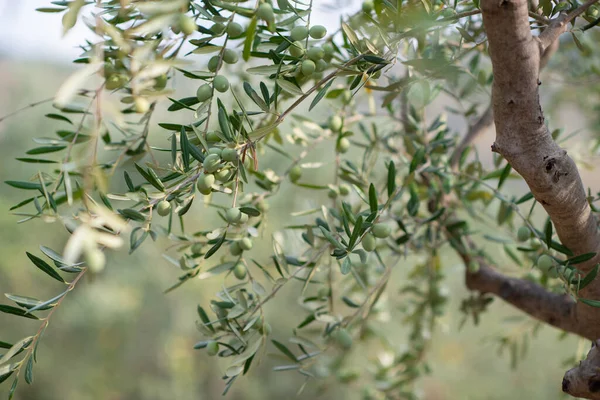 Olivenbäume Garten Zweige Mit Reifen Früchten — Stockfoto