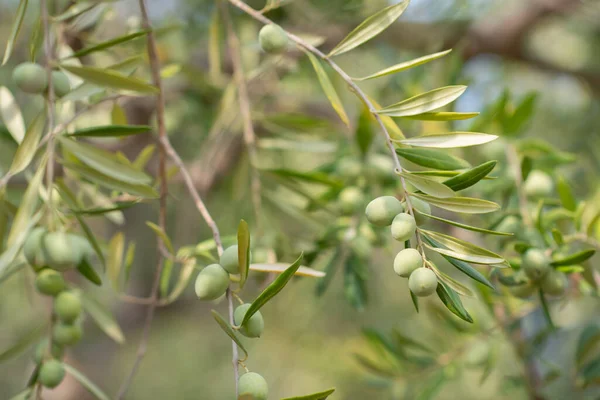 Zeytin Ağaçları Bahçesi Türlü Türlü Meyveler Vardır — Stok fotoğraf