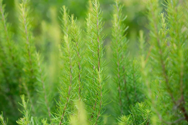 Rosemary Kertben Hagyományos Mediterrán Fűszer Konyhai Fűszer — Stock Fotó