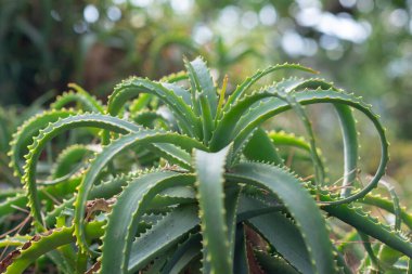 Portakallı sepet, Sicilya, İtalya 'da hasat..