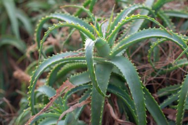 Portakallı sepet, Sicilya, İtalya 'da hasat..