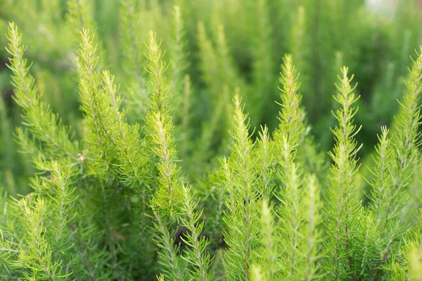 Rosemary Kertben Hagyományos Mediterrán Fűszer Konyhai Fűszer — Stock Fotó