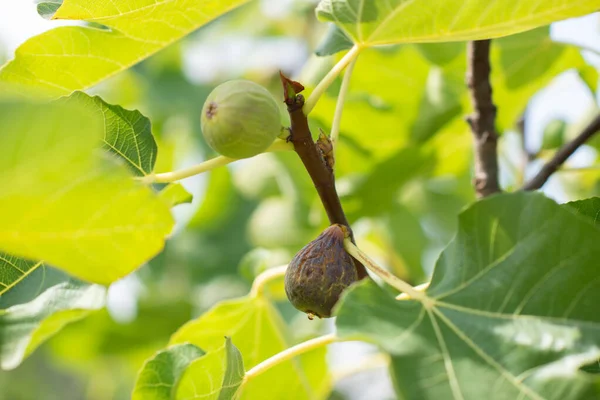 Fikonfrukter Som Växer Trädet — Stockfoto