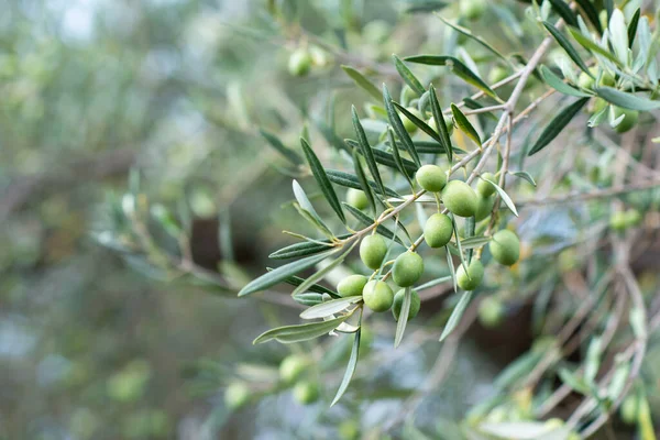 Zeytin Ağaçları Bahçesi Türlü Türlü Meyveler Vardır — Stok fotoğraf