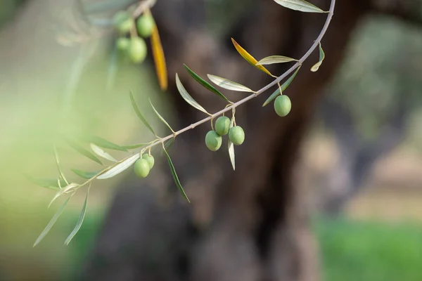 Olivenbäume Garten Zweige Mit Reifen Früchten — Stockfoto