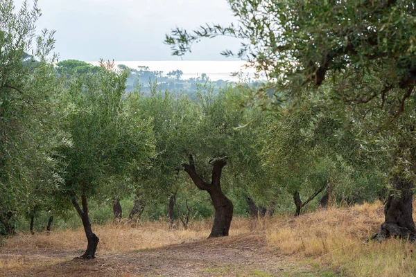 Grădina Măslini Mediteraneeni Mare Strălucind Soare Orizont — Fotografie, imagine de stoc