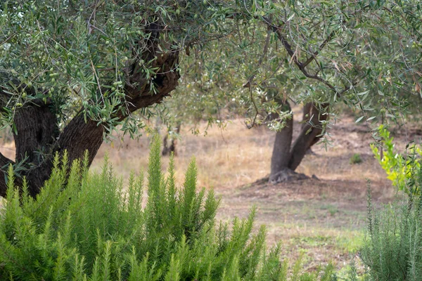 Rosemary Roste Olivové Zahradě Tradiční Středomořské Koření Kuchyňská Bylina — Stock fotografie