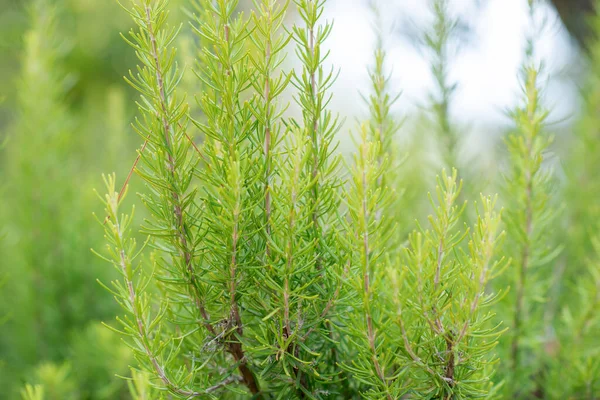 Rosmarino Che Cresce Giardino Spezia Mediterranea Tradizionale Erba Cucina — Foto Stock