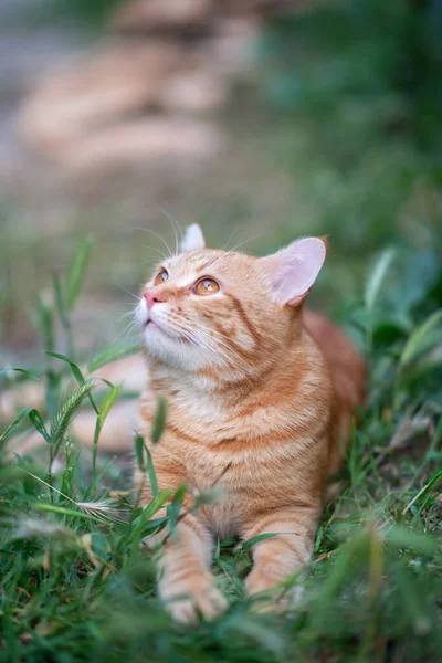 Hermoso Gato Tabby Rojo Joven Acostado Hierba Naturaleza Verano Aire —  Fotos de Stock