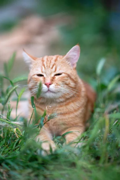 Belle Jeune Chat Rouge Tabby Couché Dans Herbe Nature Été — Photo