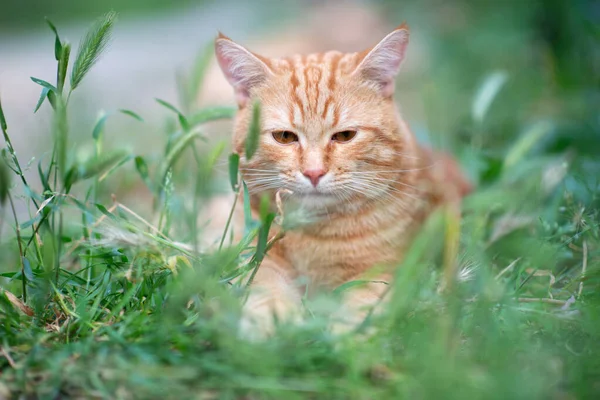 草の中に横たわる美しい若い赤いタビー猫 夏の自然屋外 — ストック写真
