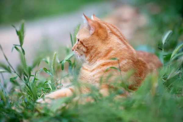 草の中に横たわる美しい若い赤いタビー猫 夏の自然屋外 — ストック写真