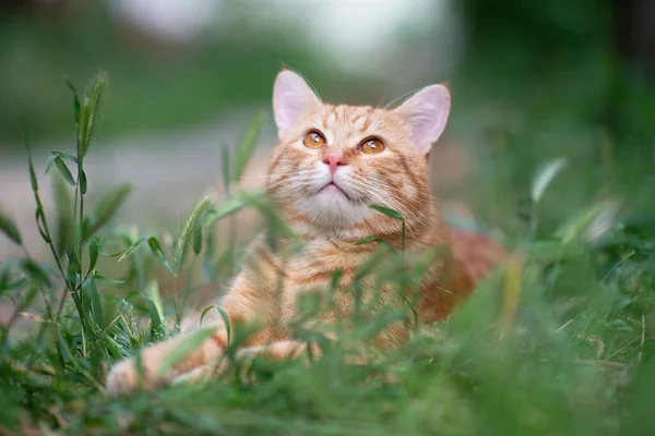 Vacker Ung Röd Tabby Katt Liggande Gräset Sommar Natur Utomhus — Stockfoto