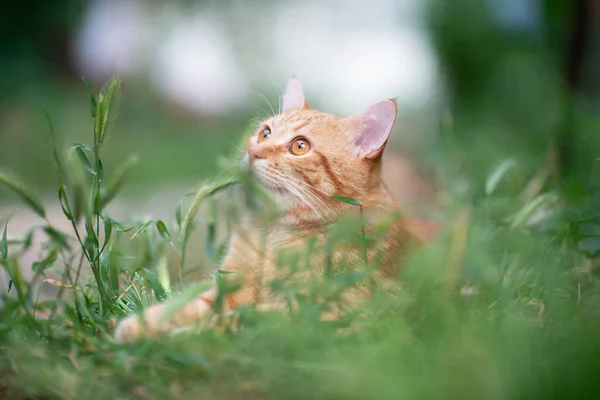 Mooie Jonge Rode Tabby Kat Liggend Het Gras Zomer Natuur — Stockfoto