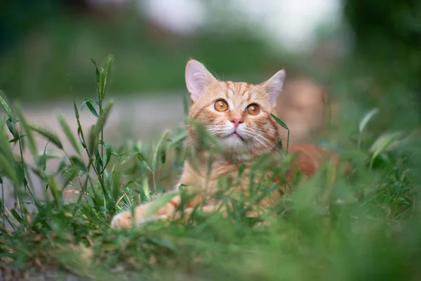 Linda Jovem Gato Tabby Vermelho Deitado Grama Natureza Verão Livre — Fotografia de Stock