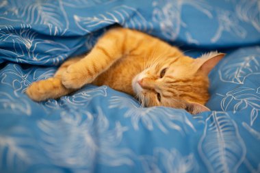 Komik kırmızı tekir kedi evde uyuyor.