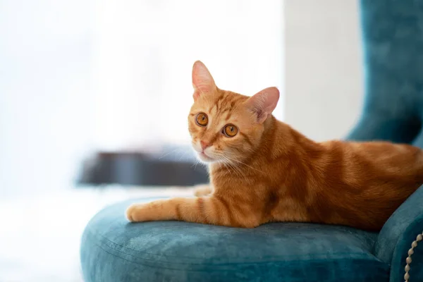 Bela Jovem Gato Vermelho Tabby Deitado Cadeira Azul Casa — Fotografia de Stock