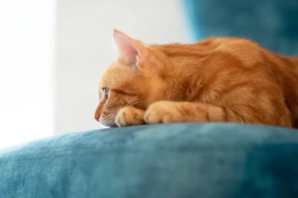 Belle Jeune Chat Rouge Tabby Couché Sur Une Chaise Bleue — Photo