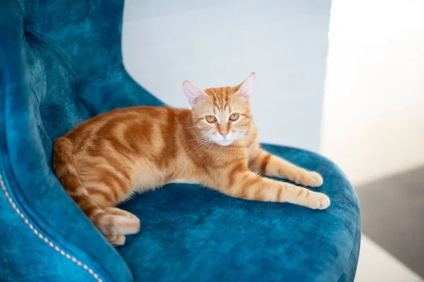 Красива Молода Червона Кішка Таббі Лежить Синьому Стільці Вдома — стокове фото