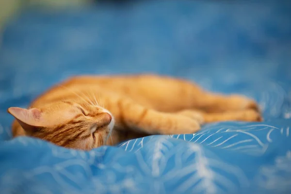 Divertente Giovane Rosso Tabby Gatto Dorme Letto Casa — Foto Stock