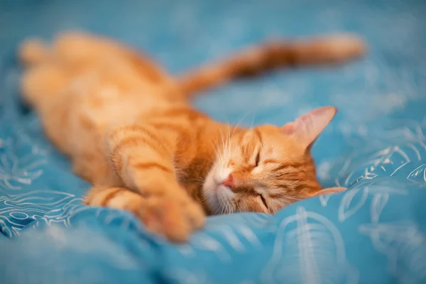 Αστεία Νεαρή Κόκκινη Τιγρέ Γάτα Κοιμάται Στο Κρεβάτι Στο Σπίτι — Φωτογραφία Αρχείου