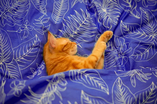 Engraçado Jovem Vermelho Tabby Gato Dorme Cama Casa — Fotografia de Stock