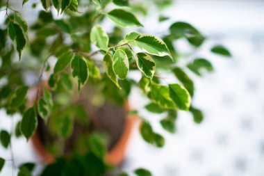 Evde saksıda büyüyen Ficus, detay.