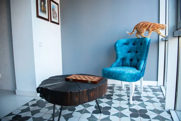 レトロなスタイルのエレガントな青の椅子とグレーの壁に黒い木製のコーヒーテーブルと居心地の良いモダンなデザインのインテリアと自宅で面白い若いオレンジのタビー猫 — ストック写真