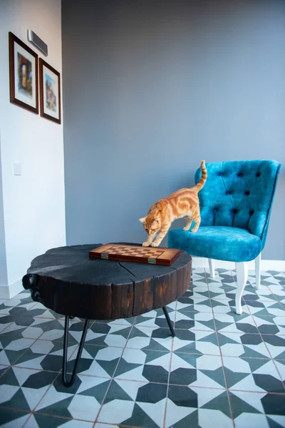 Grappig Jong Oranje Tabby Kat Thuis Met Gezellig Modern Design — Stockfoto