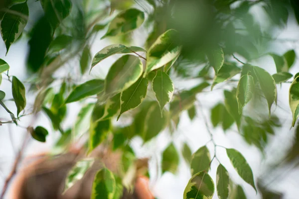 Ficus Μεγαλώνει Γλάστρα Στο Σπίτι Λεπτομέρεια — Φωτογραφία Αρχείου