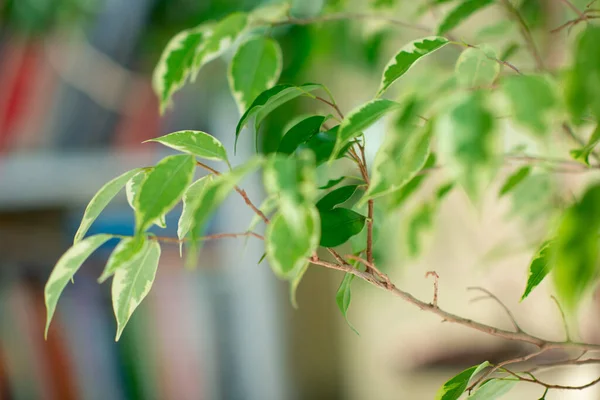 Ficus Μεγαλώνει Γλάστρα Στο Σπίτι Λεπτομέρεια — Φωτογραφία Αρχείου