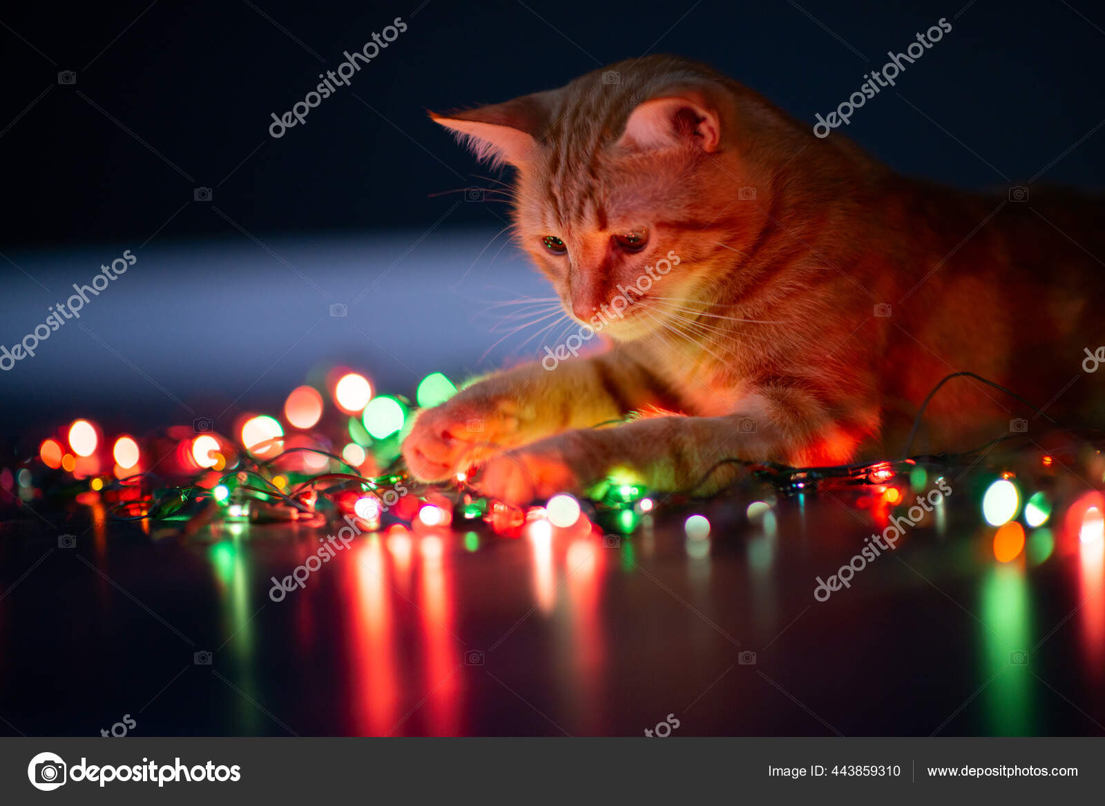 Hermoso Gato Joven Naranja Tabby Juega Con Decoración Con Luces — Foto de  stock #443859310 © khorzhevska, image size:1600x1168
