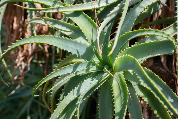 Aloe Vera Crece Huerta —  Fotos de Stock