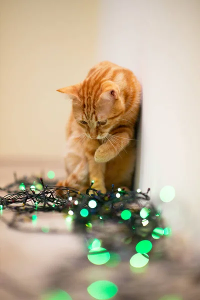 Krásná Mladá Oranžová Kocour Hraje Výzdobou Vánočními Světly Dovolená Domácí — Stock fotografie