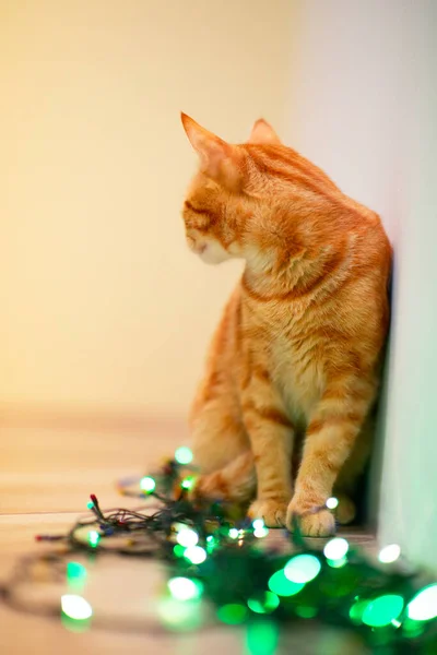 Beautiful Young Orange Tabby Cat Plays Decor Christmas Lights Holiday — Stock Photo, Image