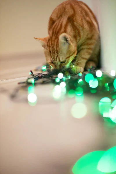 Güzel Genç Turuncu Tekir Kedi Noel Işıklarıyla Oynuyor Yazlık Dekorasyonu — Stok fotoğraf