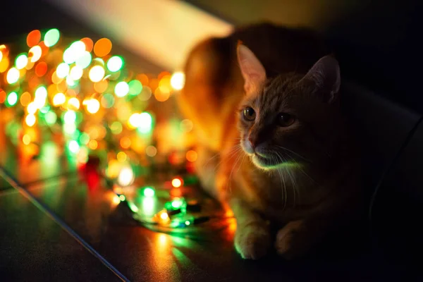 Piękny Młody Pomarańczowy Kotek Tabby Bawi Się Wystrojem Lampkami Świątecznymi — Zdjęcie stockowe