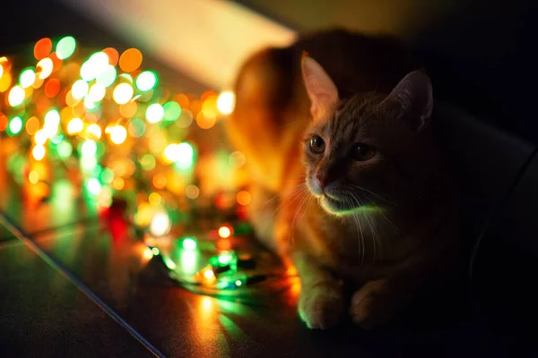 Mooie Jonge Oranje Tabby Kat Speelt Met Decor Met Kerstverlichting — Stockfoto