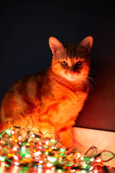 漂亮的橙色小胖胖的猫用圣诞彩灯装饰自己的家 装饰自己的家 — 图库照片