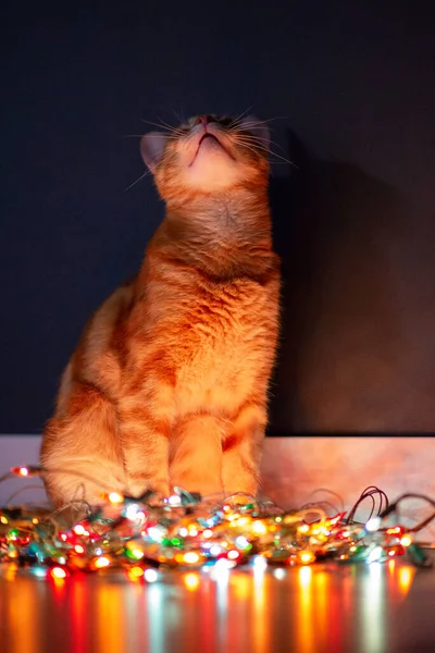 Hermoso Gato Joven Naranja Tabby Juega Con Decoración Con Luces —  Fotos de Stock