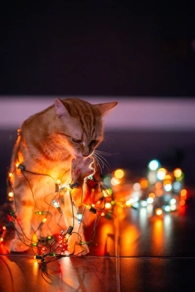 Beautiful Young Orange Tabby Cat Plays Decor Christmas Lights Holiday — Stock Photo, Image