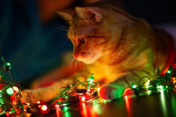 Güzel Genç Turuncu Tekir Kedi Noel Işıklarıyla Oynuyor Yazlık Dekorasyonu — Stok fotoğraf