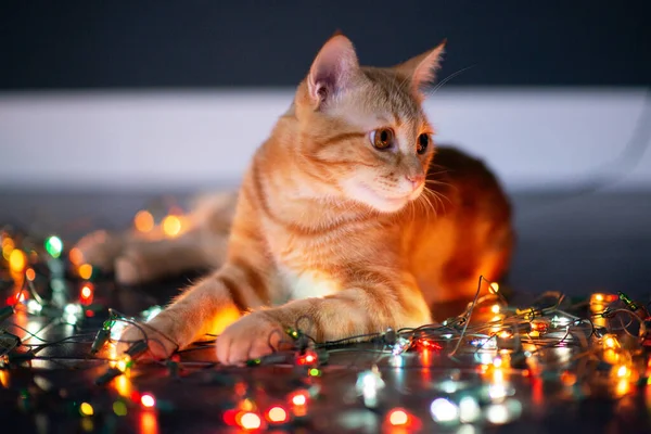 Schöne Junge Orange Gestromte Katze Spielt Mit Dekor Mit Weihnachtsbeleuchtung — Stockfoto