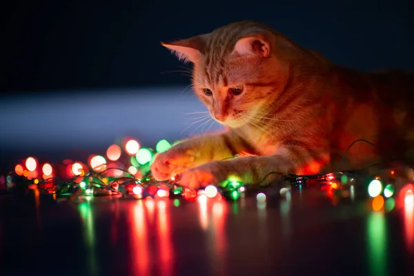 Beautiful Young Orange Tabby Cat Plays Decor Christmas Lights Holiday — Stock Photo, Image