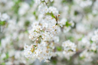 Beyaz ve çiçekli sakura ağacı dalı, doğadaki güzellik, güzel bahar doğası arka planı.