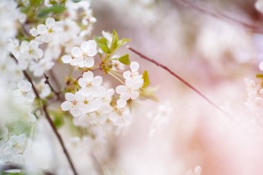 Beyaz ve çiçekli sakura ağacı dalı, doğadaki güzellik, güzel bahar doğası arka planı.