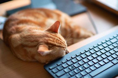 Güzel, genç, kızıl tekir kedi iyi beslenmiş ve tatmin olmuş klavyenin yanındaki iş yerinde uyuyor ve ekranı izliyor.. 