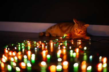 Güzel, genç, turuncu tekir kedi Noel ışıklarıyla oynuyor, yazlık ev dekorasyonu. 