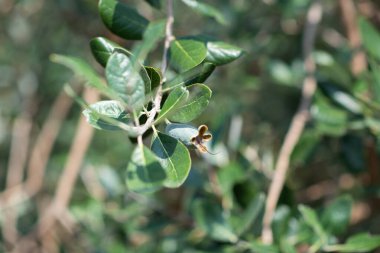 Feijoa meyveleri ağaçta yetişiyor.