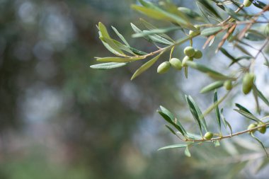 Sicilya 'da zeytin ağaçları bahçesi